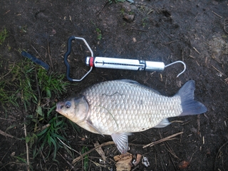 Prussian carp