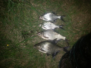 Carp bream