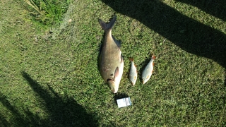 Carp bream