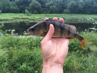 Eurasian perch