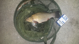 Tench