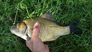 Crucian carp