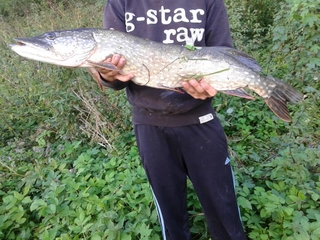 Northern Pike