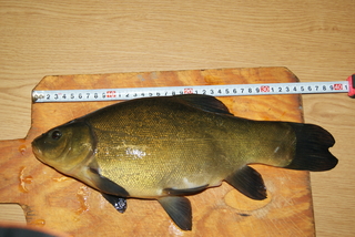 Tench