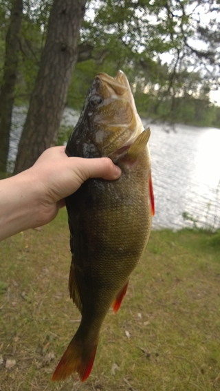 Eurasian perch