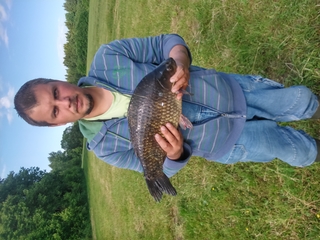Crucian carp
