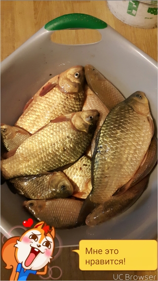Crucian carp