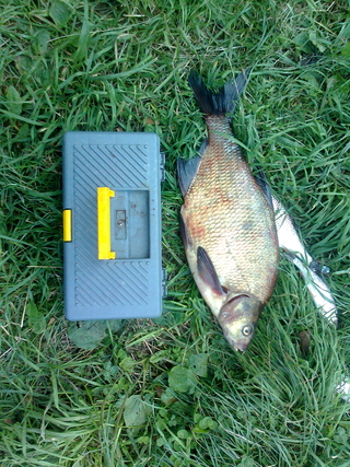 Carp bream