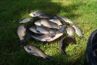 Prussian carp