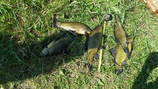Tench