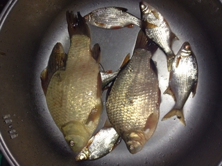 Crucian carp