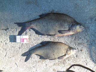 Carp bream