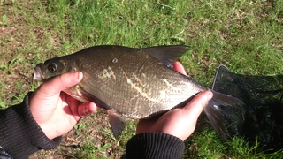 Carp bream