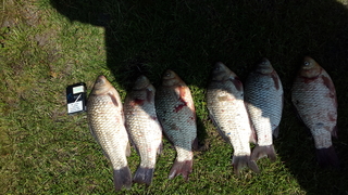 Crucian carp