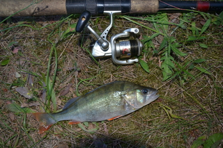 Eurasian perch