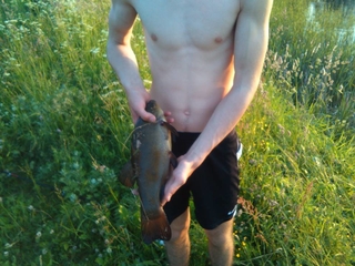 Tench