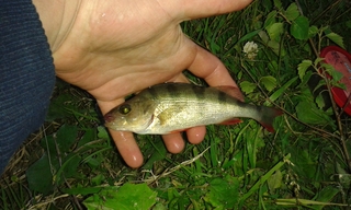 Eurasian perch