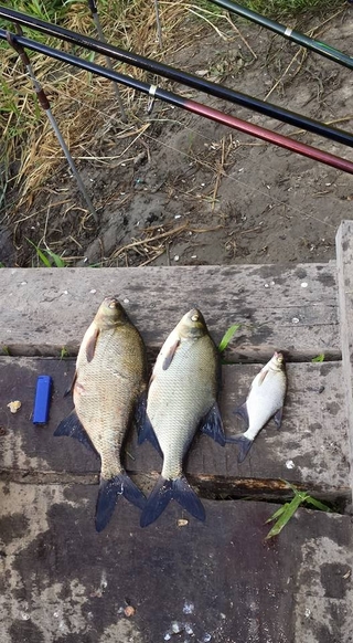 Carp bream