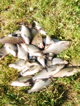 Carp bream