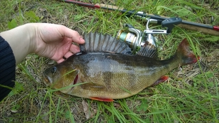 Eurasian perch
