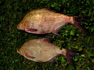 Carp bream