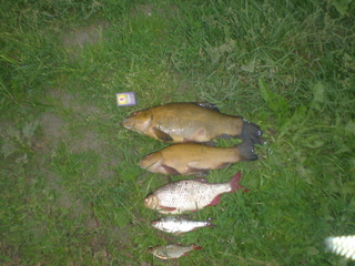 Tench