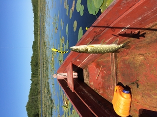 Northern Pike