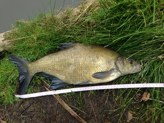 Carp bream