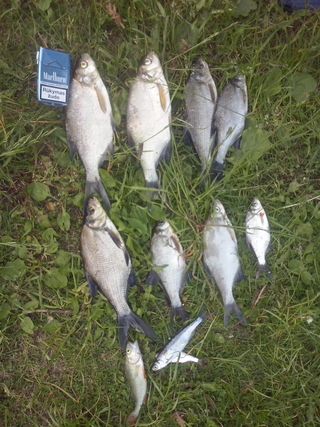 Carp bream