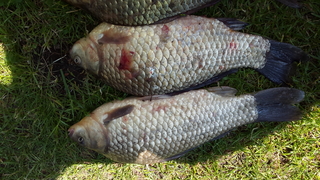Crucian carp