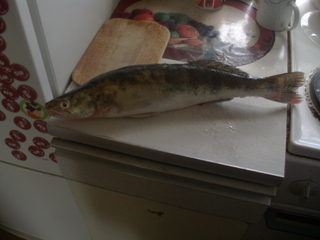 Pike perch