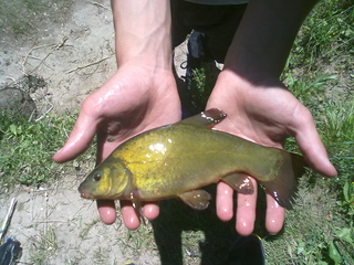 Tench