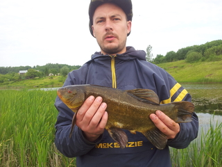 Tench