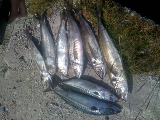 Mackerel