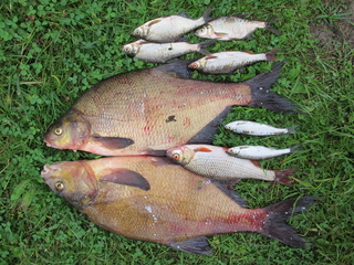Carp bream