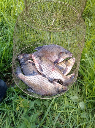 Carp bream