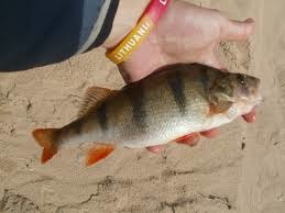 Eurasian perch