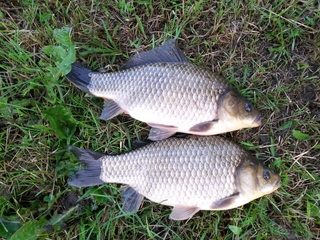 Prussian carp