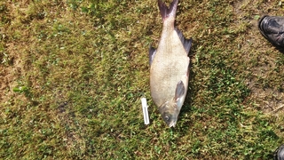 Carp bream