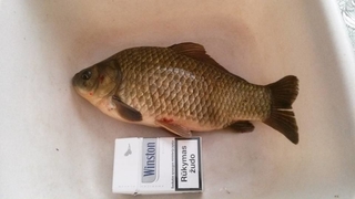 Prussian carp