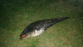 Wels catfish