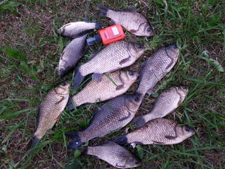 Crucian carp