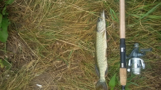 Northern Pike