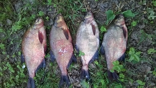 Carp bream