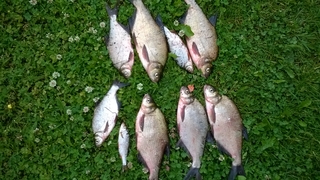Carp bream