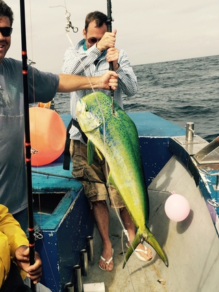 Mahi-mahi