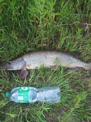 Northern Pike