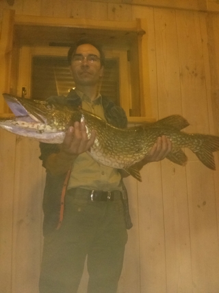 Northern Pike