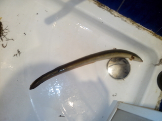 European eel