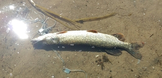 Northern Pike
